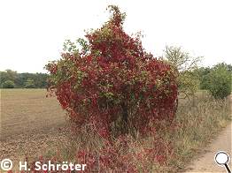 12.57 - wilder Wein am Wegesrand