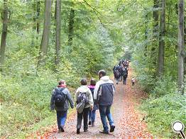 auf dem breiten Waldweg