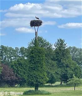 ein Storchennest