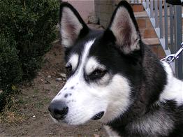 Akita gäbe keinen schlechten Diensthund ab!