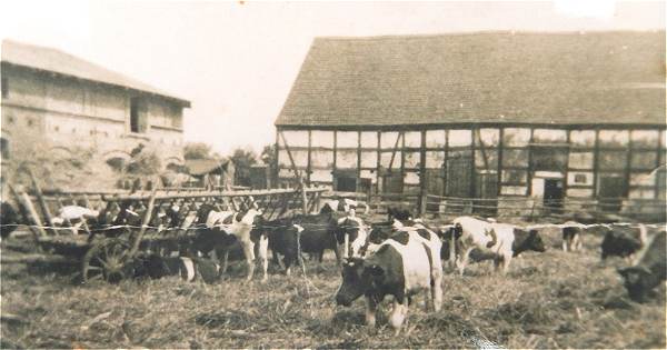 Rinder auf dem Vorwerkhof