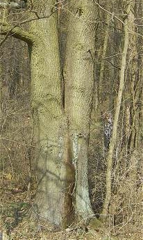 Eiche Eiche