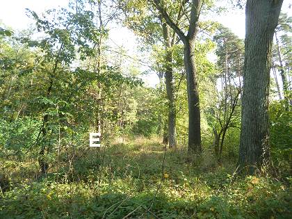 früherer Waldweg früherer Waldweg