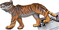 Bengal Tiger / Tygrys bengalski (PL)