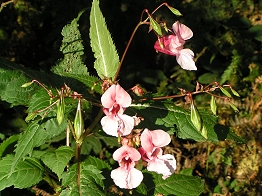 ungewöhnliche Springkrautpflanze mit Frauenschuh-Blüte