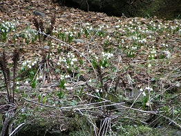 Mrzenbecher Anfang April am Ufer der Polenz