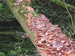 Baumpilze in groer Zahl