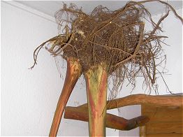 Zu vorgerückter Stunde kam die Waldfee, stellte ihren Besen ab und rief die Nachtruhe aus.