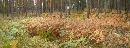 herbstlich gefärbte Farnwälder