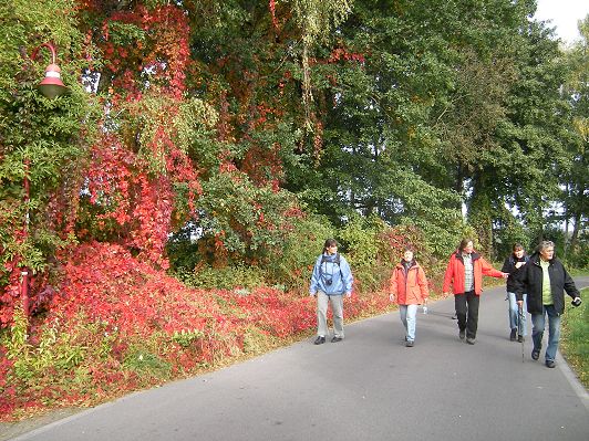 Wilder Wein zeigt sich in seiner schönsten Herbstpracht. - Aber rechts muss noch was Interessanteres zu sehen sein!