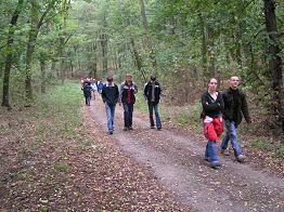durch dichten Wald