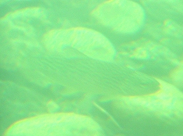 Lachsbeobachtung im Fluss hinter Glas 
