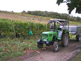 Weinlese