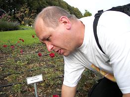Blick auf die Neuzüchtung der Floribundarose »Happy Wanderer«