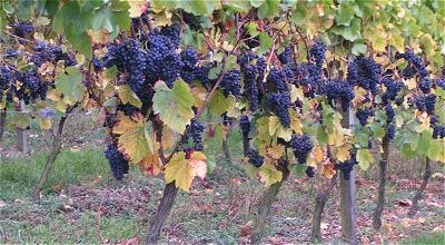 Blauer Spätburgunder, Grundlage für den Assmannshäuser Rotwein.