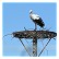 Storch