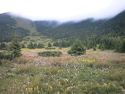 Im "Garten der Tatra" - die Bergwiese "Rakuska polana" (1471 m)