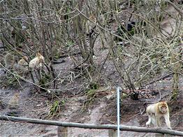 Affen im Wald