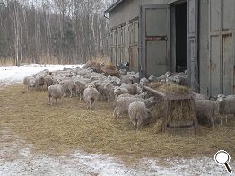 Moorschnuckenherde