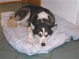 Gute Nacht, Akita!