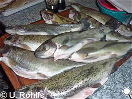 ganz frische, geruchlose Regenbogenforellen ganz frische, geruchlose Regenbogenforellen