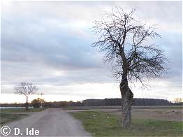 Der einsame Alte. Der einsame Alte.