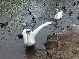 Der Schwan weist den Weg.
