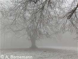 im Nebel